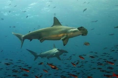 Các nhà khoa học chứng minh được rằng nhiệt độ nước trong các đại dương cách đây hàng tỷ năm không nóng hơn so với của thời hiện đại. (Ảnh minh họa: GETTY IMAGES/TTXVN)