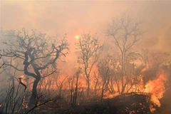 Cháy rừng dữ dội tại Brasilia, Brazil. (Ảnh: AFP/TTXVN)