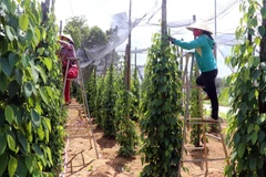 Trồng hồ tiêu theo hướng canh tác hữu cơ ở huyện Phú Quốc (Kiên Giang). (Ảnh: Lê Huy Hải/TTXVN)