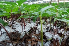 Mưa đá. (Ảnh: TTXVN phát)