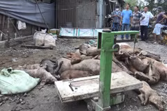 Lực lượng chức năng xã Vĩnh Lộc B, huyện Bình Chánh thu gom xác lợn chết để đưa đi tiêu hủy đúng quy định. (Ảnh: TTXVN phát)