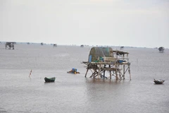 Chính quyền huyện Giao Thủy đang tích cực vận động người nuôi ngao tại các chòi ven biển khẩn trương vào bờ. (Ảnh: Công Luật/TTXVN)