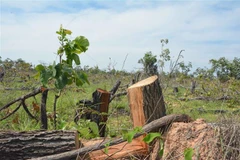 Hiện trường vụ phá rừng tại tiểu khu 205, xã Ya Tờ Mốt, huyện Ea Súp, tỉnh Đắk Lắk. (Ảnh: Tuấn Anh/TTXVN)