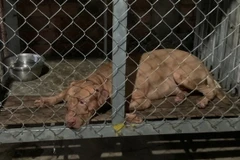 Con chó cắn cụ bà tử vong. (Nguồn: Công an cung cấp)