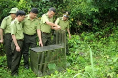 Quảng Ninh: Thả 10 cá thể khỉ về môi trường tự nhiên tại Vân Đồn