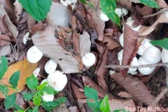 Nấm tán trắng, loại nấm độc dễ nhầm lẫn với nấm trứng gà. (Nguồn: Báo Tây Ninh)