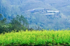 Sắc vàng của hoa cải như tô điểm thêm vẻ tươi sáng cho vùng cao nguyên đá. (Ảnh: Nam Thái/TTXVN)