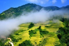 Ruộng bậc thang Sa Pa mùa nước đổ. (Ảnh: Quốc Khánh/TTXVN)