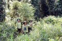 Lực lượng bảo vệ rừng thường xuyên thành lập các tổ đi tuần tra ở các khu vực rừng có nguy cơ cháy cao. (Ảnh: Huỳnh Anh/TTXVN)