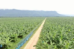 Một vườn chuối của HNG. (Nguồn: Vietnam+)