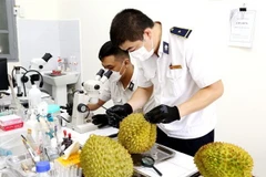 Thực hiện kiểm dịch sầu riêng xuất khẩu qua Cửa khẩu Quốc tế Hữu Nghị, tỉnh Lạng Sơn. (Ảnh: Anh Tuấn/TTXVN)