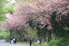 Hoa anh đào nở rộ trên đảo Jeju, Hàn Quốc. (Ảnh: Yonhap/TTXVN)