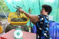 Nông dân ấp Thạnh Hòa, xã Đông Thạnh, huyện An Minh, tỉnh Kiên Giang cân tôm bán cho thương lái. (Ảnh: Lê Huy Hải/TTXVN)
