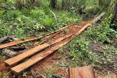 Hiện trường vụ khai thác gỗ trái phép tại huyện Mang Yang, tỉnh Gia Lai. (Ảnh: Hoài Nam/TTXVN)