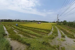 Một số hộ dân tại Kon Tum tranh thủ gặt sớm sau khi bị ảnh hưởng nặng nề từ mưa đá. (Ảnh: Dư Toán/TTXVN)