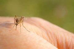 Virus Tây sông Nile ban đầu xuất hiện ở loài chim, sau đó lây sang người qua muỗi. (Nguồn: Raid)