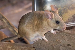 Ảnh minh họa. (Nguồn: Prosite)