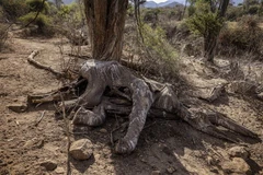 Một con voi chết do hạn hán tại Samburu, Kenya. (Ảnh: AFP/TTXVN)