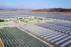 Một trang trại trồng rau trong nhà kính tại tỉnh Bắc Hamgyong, Triều Tiên. (Ảnh: AFP/TTXVN)