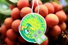Vải thiều Thanh Hà. (Nguồn: TTXVN)