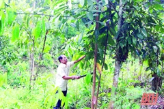 Người dân ở Thường Xuân chăm sóc đồi quế của gia đình. (Nguồn: Báo Thanh Hóa)