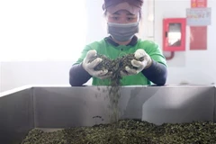 Sản phẩm chè Lâm Đồng xuất sang thị trường Pakistan và Afghanistan chủ yếu là chè xanh với màu nước và mùi vị tự nhiên. (Ảnh: Nguyễn Dũng/TTXVN)