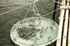 Ảnh minh họa. (Ảnh: Hồng Đạt/TTXVN)