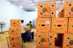 Đóng thùng sầu riêng xuất khẩu đi Trung Quốc. (Ảnh: Hồng Đạt/TTXVN)