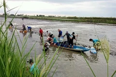 Người dân huyện Hồng Dân, tỉnh Bạc Liêu thu hoạch tôm trên nền đất lúa. (Ảnh: Chanh Đa/TTXVN)