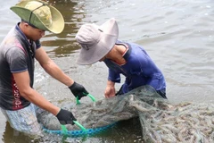 Nông dân thu hoạch tôm. (Ảnh: Công Trí/TTXVN)