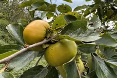 Quả hồng giòn, không hạt cho thu hoạch tại các xã của huyện Mường Khương. (Ảnh: Quốc Khánh/TTXVN)