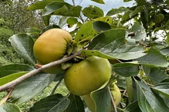 Quả hồng giòn, không hạt cho thu hoạch tại các xã của huyện Mường Khương. (Ảnh: Quốc Khánh/TTXVN)