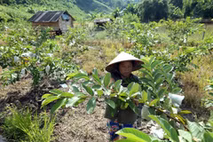 Một hộ gia đình trồng cây ăn quả đem lại thu nhập ổn định ở bản Tà Lèng, xã Tà Lèng, tỉnh Điện Biên. (Ảnh: Phan Tuấn Anh/TTXVN)