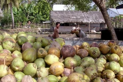 Thu mua dừa khô. (Ảnh: Duy Khương/TTXVN)