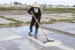 Diêm dân trên cánh đồng muối. (Nguồn: TTXVN)