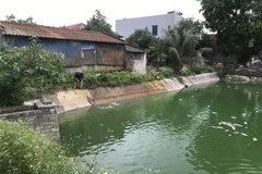 Anh Nguyễn Văn Thượng vớt cá chết ở ao nuôi của gia đình. (Ảnh: Tiến Vĩnh/TTXVN)