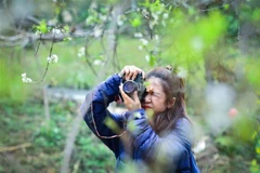 Du khách say mê chụp ảnh hoa mận trắng. (Ảnh: Nam Thái/TTXVN)