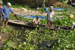 Người dân ven sông Vàm Cỏ Đông phản ánh nước sông đen kịt, có mùi hôi lạ. (Ảnh: Thanh Tân/TTXVN)