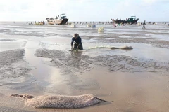 Nuôi nghêu ở Bến Tre. (Ảnh: Huỳnh Phúc Hậu/TTXVN)