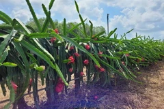 Vườn thanh long tại huyện Xuyên Mộc, Bà Rịa-Vũng Tàu. (Ảnh: TTXVN phát)