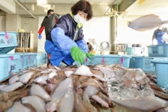 Phân loại cá tại Iwaki, tỉnh Fukushima của Nhật Bản. (Nguồn: Kyodo)