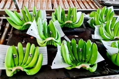 Sản phẩm chuối xuất khẩu sang thị trường Trung Quốc của Công ty cổ phần cao su Thống Nhất, thành phố Bà Rịa, tỉnh Bà Rịa-Vũng Tàu. (Ảnh: Hồng Đạt/TTXVN)