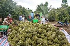 Thu mua sầu riêng tại nhà vườn ở thị xã Buôn Hồ, tỉnh Đắk Lắk. (Ảnh: Hoài Thu/TTXVN)