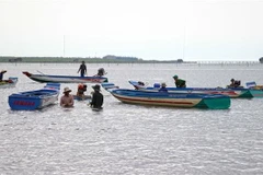 Khai thác nghêu ở Cà Mau. (Ảnh minh họa. Nguồn: TTXVN)