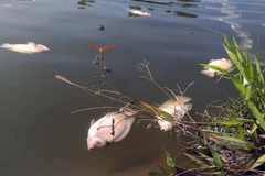 Cá chết trên sông. (Ảnh minh họa. Nguồn: TTXVN)