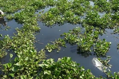 Nước sông Vàm Cỏ Đông ô nhiễm nặng. (Ảnh: Thanh Tân/TTXVN)