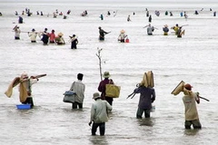 Người dân đến cào nghêu giống trái phép ven biển Bạc Liêu. (Ảnh: Huỳnh Sử/TTXVN)