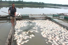 Ảnh chỉ có tính minh họa. (Ảnh: Đậu Tất Thành/TTXVN)