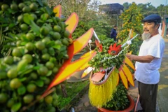 Cận cảnh cặp quất hình Rồng chào đón Xuân Giáp Thìn tại Hà Nội