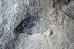 Hóa thạch được phát hiện. (Nguồn: independent)